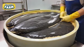 AMAZING Caviar Production How The Worlds Most Expensive Caviar is Made [upl. by Anstus]