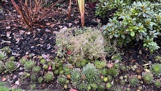 Cut Back For Sweet Alyssum Lobularia Maritima  November 19 [upl. by Araf331]