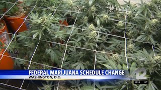 Oregon senators discuss federal marijuana schedule change [upl. by Ardnikat252]