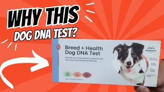 Review of Dog DNA Test Kit [upl. by Ahsikit866]