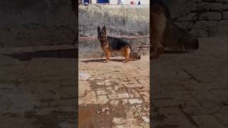 Full top gsd female angulation😎viralvideo ytshorts views viralvideo dog doglover trending [upl. by Airpal]