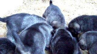 Elkhound Pups Fed Raw  Kamia Kennels 4 Weeks of Age [upl. by Retnyw]