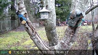 Stellers Jays Grey Squirrels and other backyard guests part 1 some audio [upl. by Eladroc351]