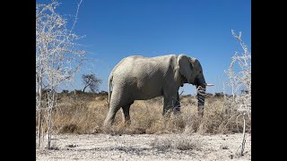 4K  HD Giraffe and Elephant sightings in Etosha Safari Namibia 2024 [upl. by Susana]