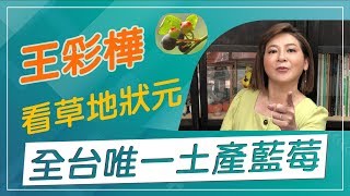 【草地狀元經典重現】台灣土產藍莓你有吃過嗎！？王彩樺與你一起看草地狀元 [upl. by Sivartal]