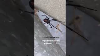 Viuda negra o Latrodectus mactans araña de importancia médica [upl. by Unity]