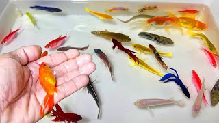 Find colorful Ornamental fish Betta fish koi fish koki fish Channa fish catfish animal videos [upl. by Ahsirek]