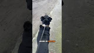 Trening u dużych psów🐶 labrador labradorretriever dog sweet dogtraining pies paws [upl. by Heng]