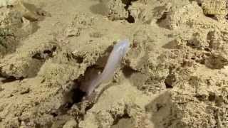 Rare Blind Cavefish in Mexican cave system [upl. by Ilse]