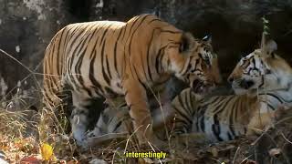 Wild World of Tiger Intense and Violent Life [upl. by Yarb]