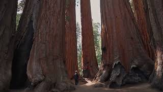 The Tallest Tree in the World Natures Giant [upl. by Ylatfen980]