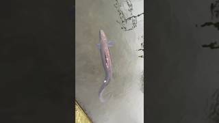 HUGE CONGER EEL IN HARBOUR seafishinguk congereel sovereignharbour ManicFishing [upl. by Marilee558]