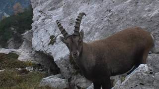 ALPSKI KOZOROG OKTOBER Capra ibex Triglavski narodni park [upl. by Rosemonde]