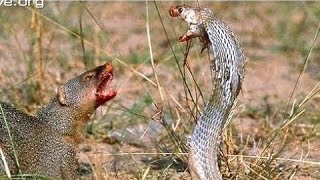 Mongoose vs Cobra Snake fight Videos Compilation 2015 [upl. by Etra976]