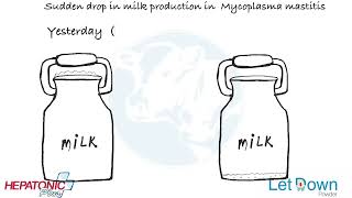 Mycoplasma mastitis vs Coliform Mastitis [upl. by Assirk888]