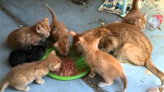 Phoebe and Kittens eating raw deerelk meat with egg yolk  part 2 [upl. by Acimot]