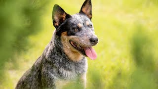 Flyball Watch Australian Cattle Dogs Excel in This Exciting Sport [upl. by Ahsead]