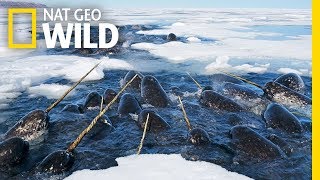 Narwhals The Unicorns of the Sea  Nat Geo WILD [upl. by Eiramllij]