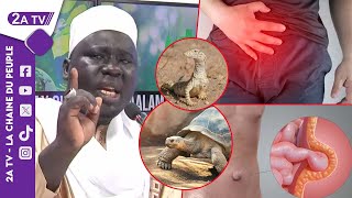 Infection Hernie miracle tortue Les merveilles de Sérigne Babacar Diop  ALAM GI AK KANCAX GI [upl. by Novah]