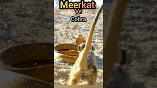 Golden Cobra vs Meerkat💥 snake cobra animals [upl. by Hutt362]