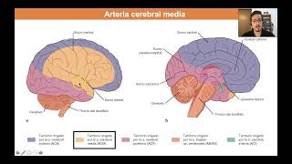 Vasculatura encefálica parte 2 [upl. by Timothee]