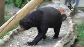 Conflit chez les Ours malais  Zoo de St Martin la Plaine Loire France [upl. by Ruprecht]