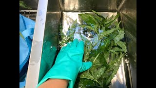 How to Wash Stinging Nettle [upl. by Ydderf]