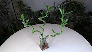 Lucky Bamboo Dracaena sanderiana Care What to Know [upl. by Courtney]