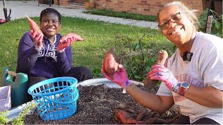 Purple Sweet Potato Harvest [upl. by Clotilda477]