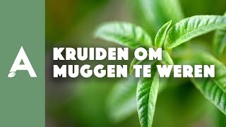 Kruiden om muggen te weren I Een groener thuis 38 I Angelo Dorny [upl. by Lura]