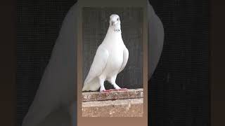 pigeon kabutarvlog minivlog kabootarvlog shortvideo birds kabootarvlogs [upl. by Sherilyn592]