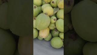 Winter guava fruit ccshau iari icar hisar hr tranding reels shorts pb india jk guava us [upl. by Kubiak]