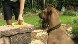 Teach Your Dog to Come Recall Training  Dog amp Puppy Training in Boone NC [upl. by Vogele]