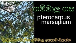 gammaluගම්මාලුGammalu tree [upl. by Assedo189]