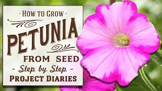 ★ How to Grow Petunia from Seed in Containers A Complete Step by Step Guide [upl. by Maddie]