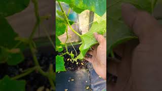 White Powder On Plants  Dangerous fungus could Destroy your Gardenquot gardening viral [upl. by Ettesus626]