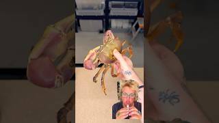 Baby Bug Eggs VS Giant Bug funny bugs greenscreen shorts [upl. by Japeth]