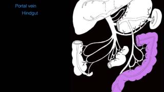 Hepatic portal system [upl. by Ecirpac9]