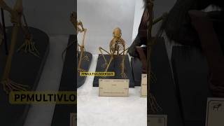 INDIAN MUSEUM KOLKTA  MUSEUM  museum viralvideo ytshorts [upl. by Nirehtac]