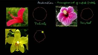 Parts of a flower  calyx and corolla  Morphology of flowering plants  Biology  Khan Academy [upl. by Prowel563]