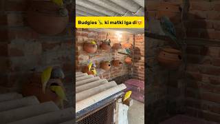 Budgies🦜 ki matki lga di😍 petlover minivlog birds budgiesfam budgieslovers breeding viral [upl. by Iturhs]