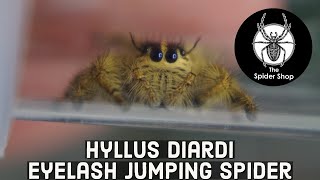 Hyllus Diardi Eyelash Jumping Spider [upl. by Borman250]