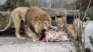 GRAPHIC  Giraffe Marius slaughtered in Copenhagen Zoo fed to lions [upl. by Ilrebmyk]