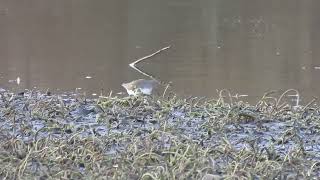 Green Sandpiper  Lochore Meadows CP  Fife  12112024 [upl. by Cati103]