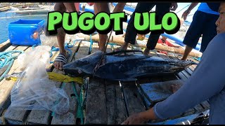 Pugot ulo at Buntot Ng black marlin Di kasali sa timbang [upl. by Yenettirb]