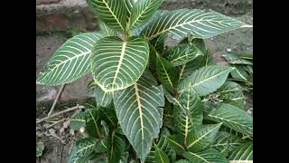 aphelandra plant growing and careing tips [upl. by Caterina]