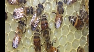 Honey Bees Building Comb And Festooning Explained [upl. by Robby]