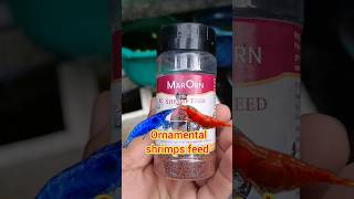 ORNAMENTAL SHRIMPS FEED 🦐🦐 ornamentalshrimps shrimp shrimpbreeding shrimpfeed marorn [upl. by Sualk]