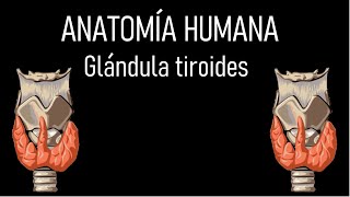 Glándula Tiroides  Anatomía Humana Caras bordes relaciones irrigación etc [upl. by Sirod]