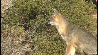 Barking Fox Called in Late September 2009  Great Vocalizations [upl. by Ellevel]